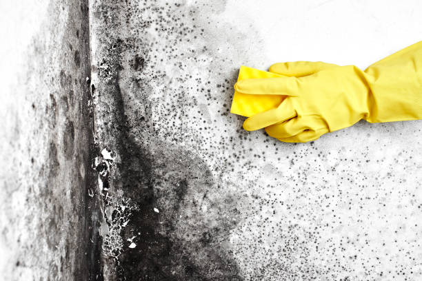 Best Commercial Mold Inspection  in Albion, NE